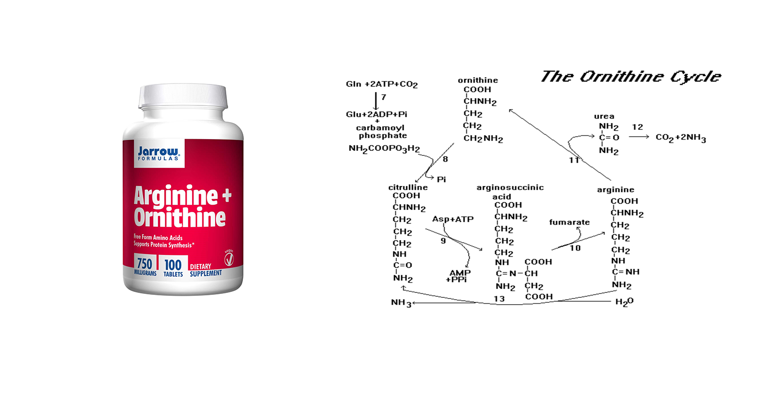 Орнитин аминокислота. Аргинин цитруллин. Орнитин в цитруллин. Аргинин в аптеке. Орнитин канон.